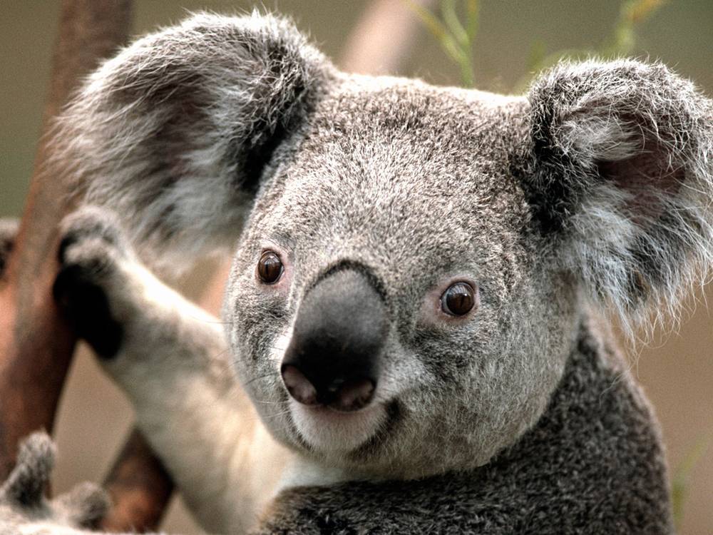 koalakarhu